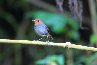Beyaz kaşlı Shortwing (Brachypteryx montana) erkek Luzon, Filipinler