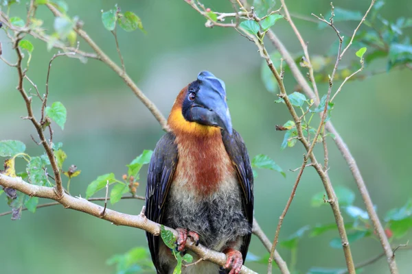 Rosse neushoornvogel (Buceros hydrocorax) in Luzon, Filippijnen — Stockfoto