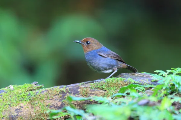 フィリピン ・ ルソン島で白まゆの Shortwing (Brachypteryx モンタナ) 女性 — ストック写真