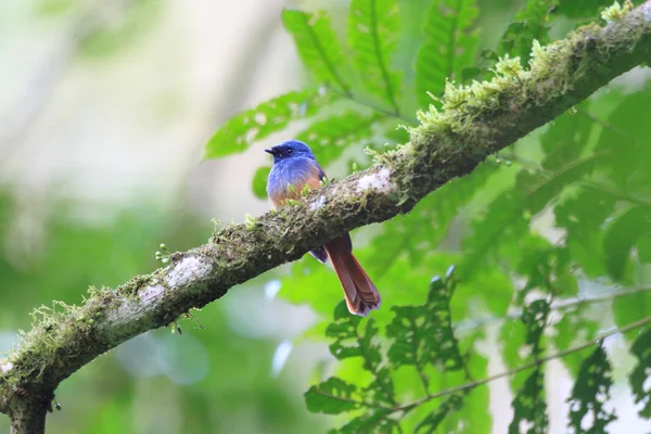 Fantail testa blu (Rhipidura cyaniceps) a Luzon, Filippine — Foto Stock