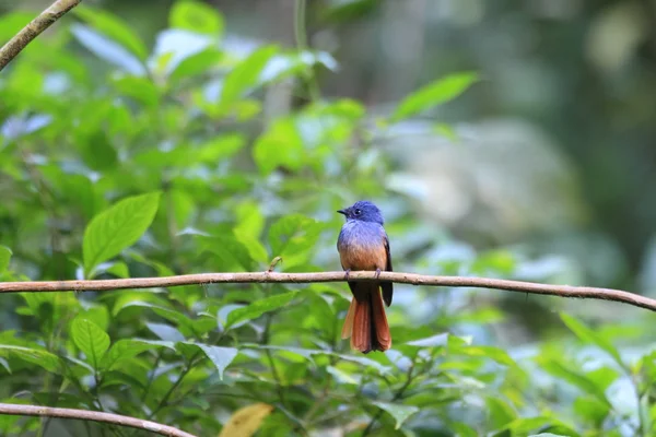 Fantail de cabeza azul (Rhipidura cyaniceps) en Luzón, Filipinas — Foto de Stock