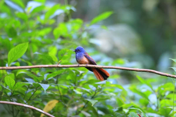 Mavi kafalı tarihimin (Rhipidura cyaniceps) Luzon, Filipinler — Stok fotoğraf