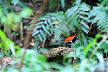 Ryukyu Robin (Erithacus komadori) Amami Island, Japonya