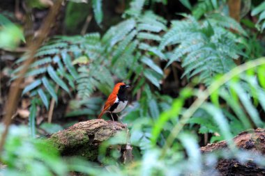 Ryukyu Robin (Erithacus komadori) Amami Island, Japonya