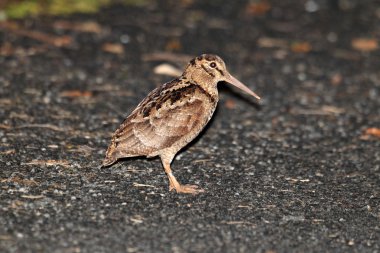 Amami Woodcock (Scolopax mira) Amami Island, Japonya