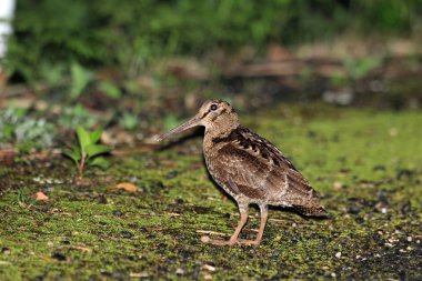 Amami Woodcock (Scolopax mira) Amami Island, Japonya
