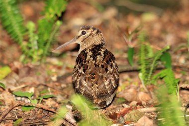 Amami Woodcock (Scolopax mira) Amami Island, Japonya