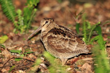 Amami Woodcock (Scolopax mira) Amami Island, Japonya