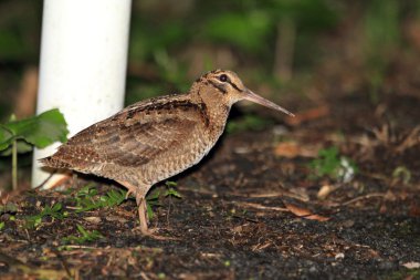 Amami Woodcock (Scolopax mira) Amami Island, Japonya