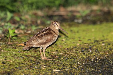 Amami Woodcock (Scolopax mira) Amami Island, Japonya