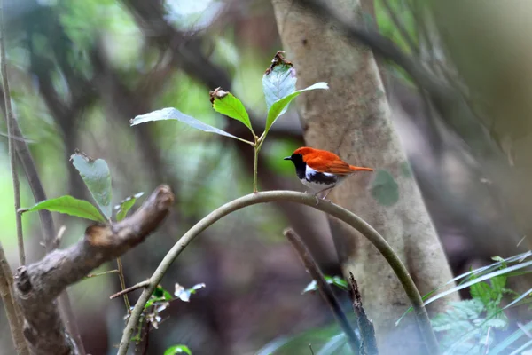 Ryukyu Robin (Erithacus komadori) in Amami Island, Japan — Stock Photo, Image