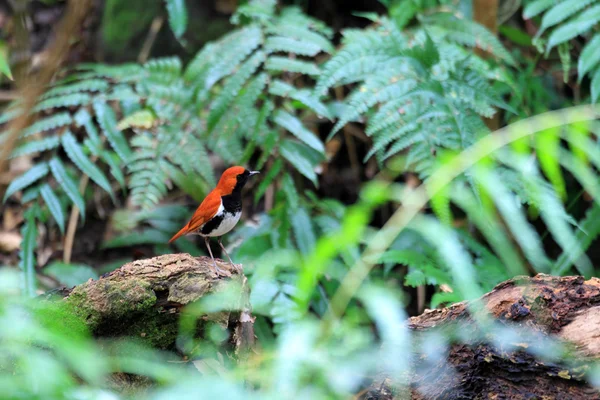 Ryukyu Robin (Erithacus komadori) en la isla de Amami, Japón — Foto de Stock