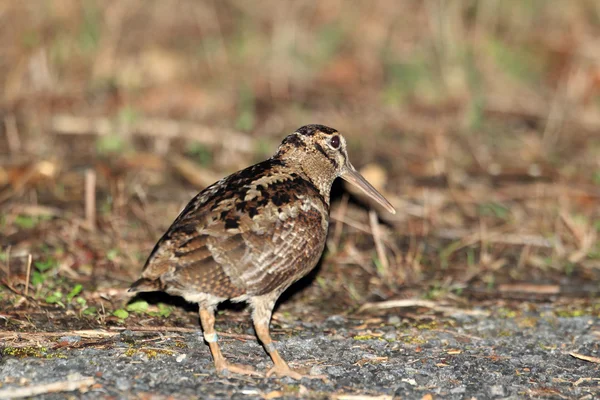 Amami Woodcock (Scolopax mira) in Amami Island, Japan — Stock Photo, Image