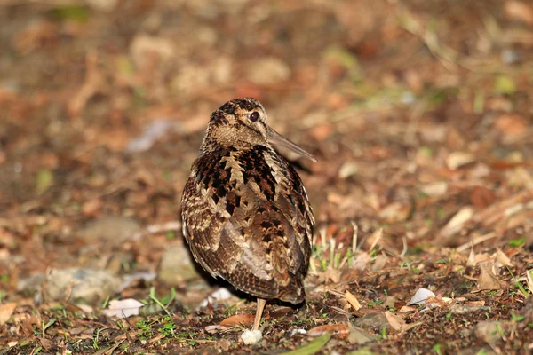 Amami Woodcock (Scolopax mira) dans l'île d'Amami, Japon — Photo