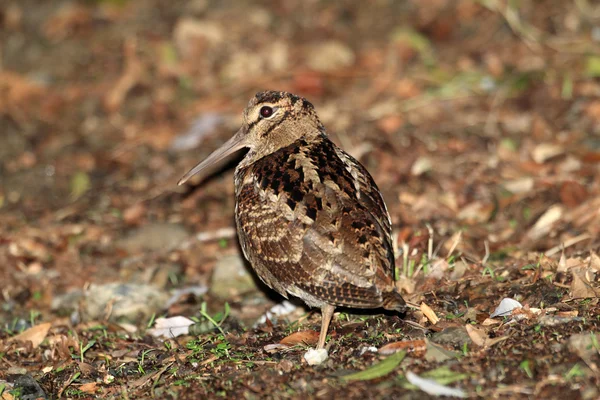 Амами Вудкок (Scolopax mira) на острове Амами, Япония — стоковое фото