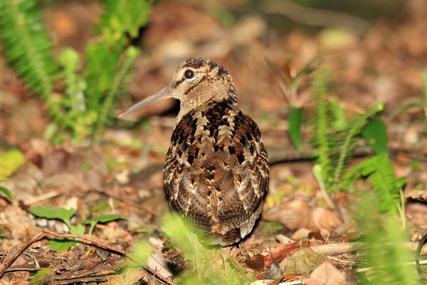 Amami Woodcock (Scolopax mira) dans l'île d'Amami, Japon — Photo