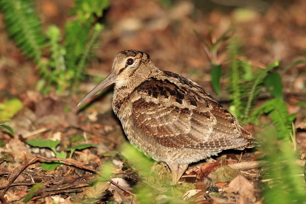 Amami Woodcock (Scolopax mira) in Amami Island, Japan — Stock Photo, Image