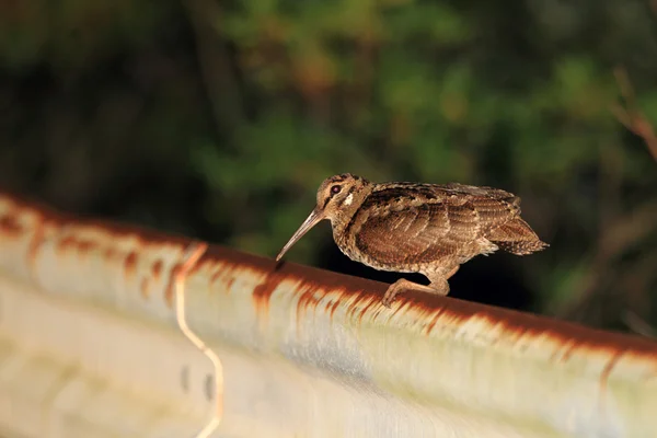 Amami Woodcock (Scolopax mira) in Amami Island, Japan — Stock Photo, Image