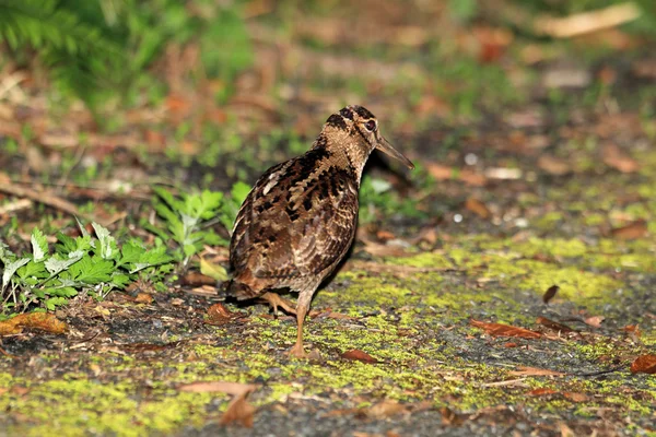 Amami Woodcock (Scolopax mira) in Amami Island, Japan — Stock Photo, Image