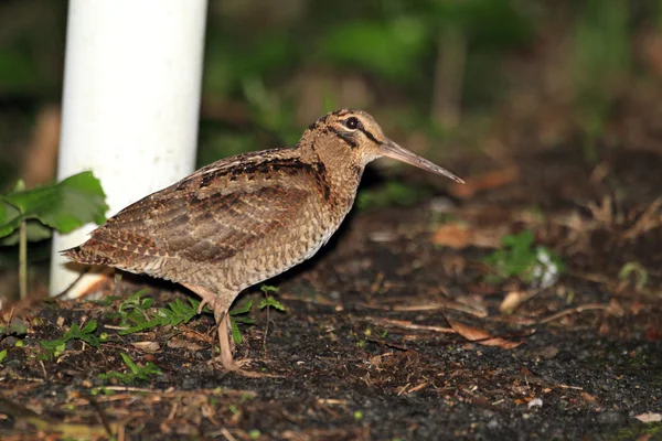 Amami Woodcock (Scolopax mira) in Amami Island, Japan — Stock Photo, Image