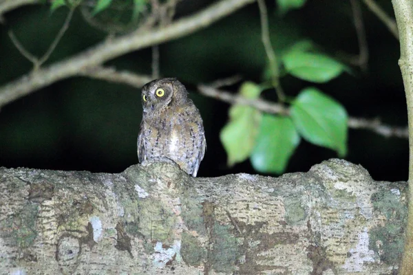 Ryukyu füleskuvik (Otus elegans) sziget Amami, Japán — Stock Fotó