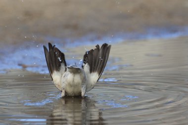 Beyaz omuzlu Starling (Sturnus sinensis) Japonya'da