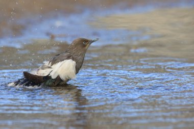 Beyaz omuzlu Starling (Sturnus sinensis) Japonya'da