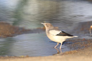 Beyaz omuzlu Starling (Sturnus sinensis) Japonya'da