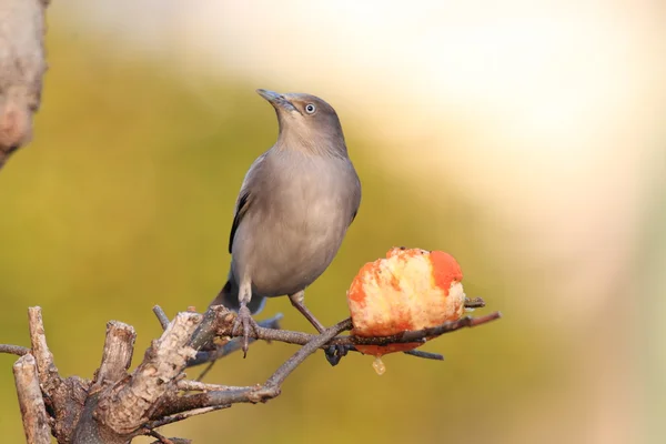 Étourneau à épaulettes (Sturnus sinensis) au Japon — Photo