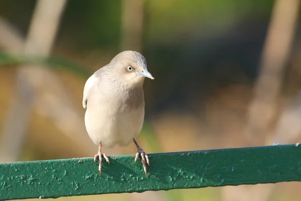 White-shouldered Starling (Sturnus sinensis) in Japan — Stock Photo, Image