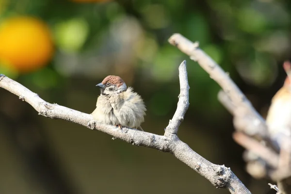 Eurasian Tree Sparrow (Passer montanus) in Japan — Stock Photo, Image