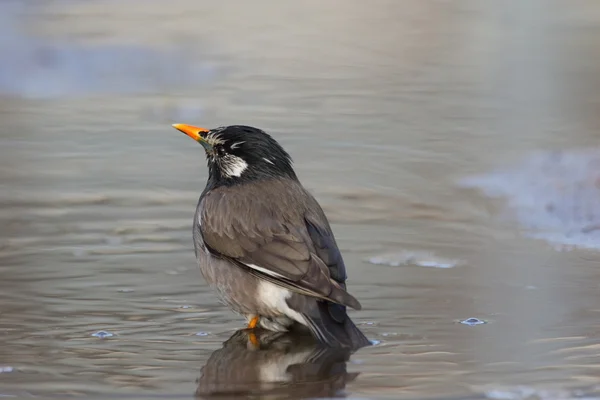 Beyaz yanaklı Starling (Sturnus cineraceus), Japonya — Stok fotoğraf