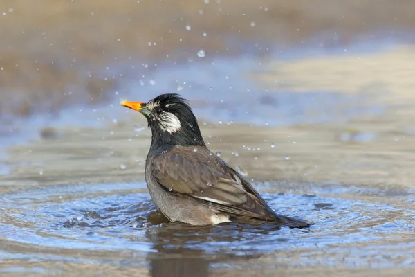 White-cheeked Starling (Sturnus cineraceus) in Japan — Stock Photo, Image