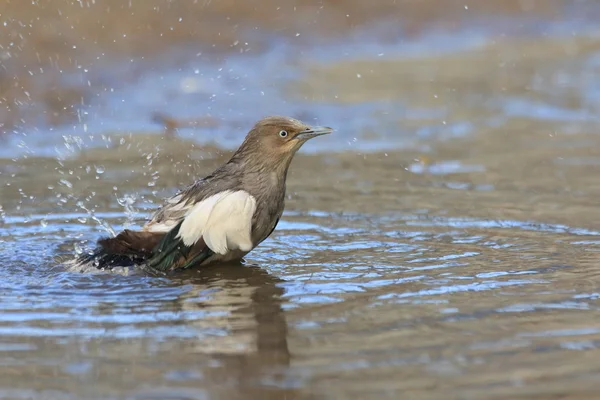 Stellina dalle spalle bianche (Sturnus sinensis) in Giappone — Foto Stock