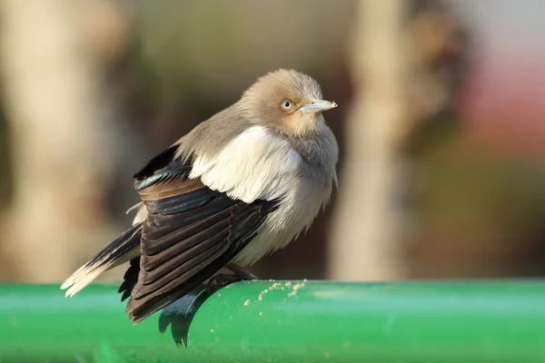 Starling de hombros blancos (Sturnus sinensis) en Japón — Foto de Stock