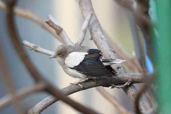 Starling de ombros brancos (Sturnus sinensis) no Japão — Fotografia de Stock