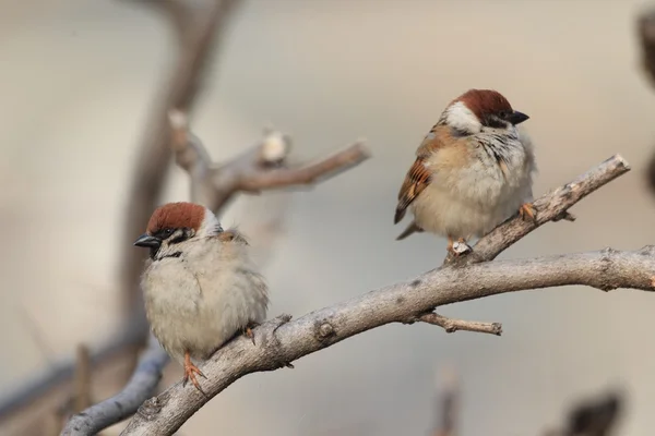 Eurasian Tree Sparrow (Passer montanus) in Japan — Stock Photo, Image