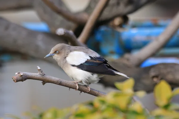 Bílá nesl Špaček (Sturnus sinensis) v Japonsku — Stock fotografie