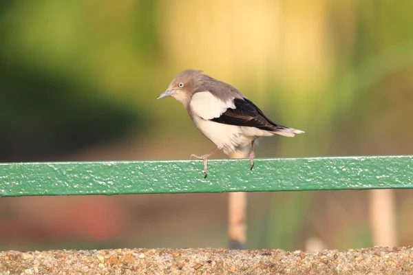 White-shouldered Starling (Sturnus sinensis) in Japan — Stock Photo, Image