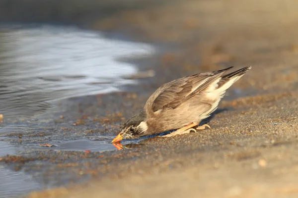 Weißwangen-Star (sturnus cineraceus) in Japan — Stockfoto