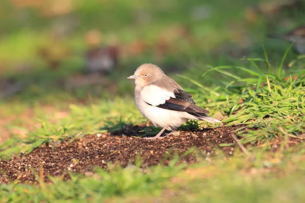 White-shouldered Starling (Sturnus sinensis) in Japan — Stock Photo, Image