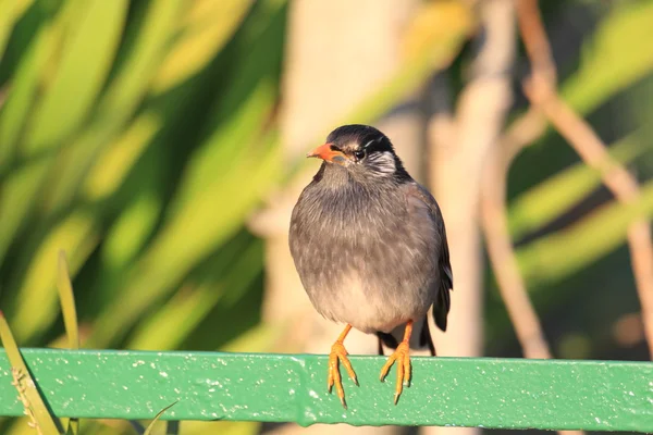 Starling de faces brancas (Sturnus cineraceus) no Japão — Fotografia de Stock