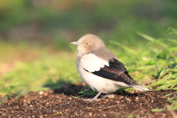 Starling de hombros blancos (Sturnus sinensis) en Japón — Foto de Stock