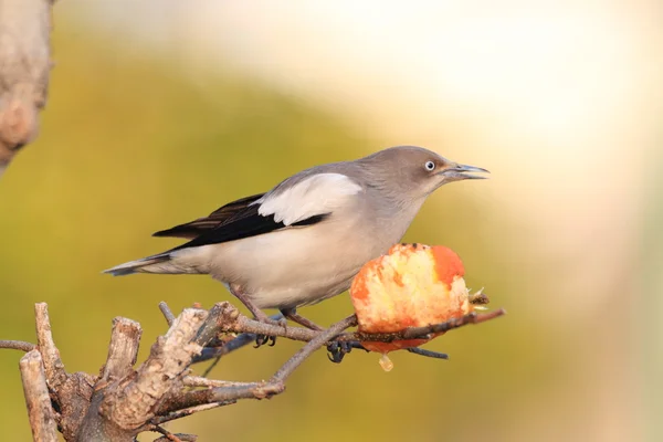 White schouders Spreeuw (Sturnus sinensis) in Japan — Stockfoto