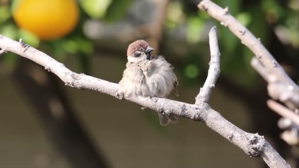 Eurasischer Baumsperling (passer montanus) in Japan — Stockvideo