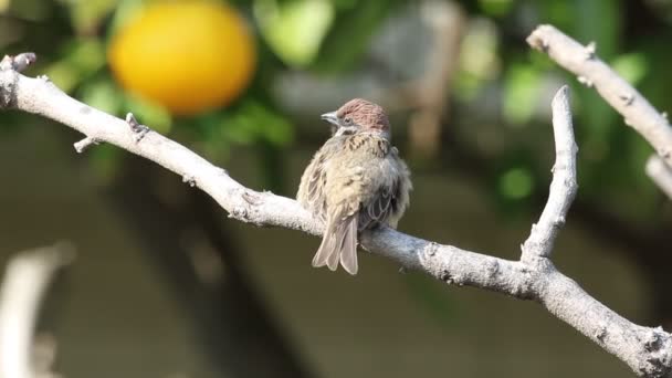 Vrabec polní (Passer montanus) v Japonsku — Stock video