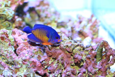Twospined melek balığı (Centropyge bispinosa), Japonya