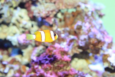 Japonya'da Ocellaris palyaço balığı (Amphiprion ocellaris)