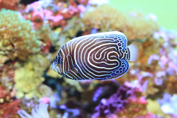 Pesce angelo imperatore (Pomacanthus imperator) pesci giovani — Foto Stock