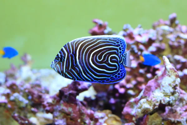 Pez ángel emperador (Pomacanthus imperator) peces jóvenes —  Fotos de Stock